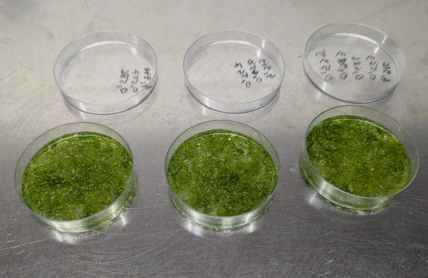 Homogenized lettuce tissue in culture dishes