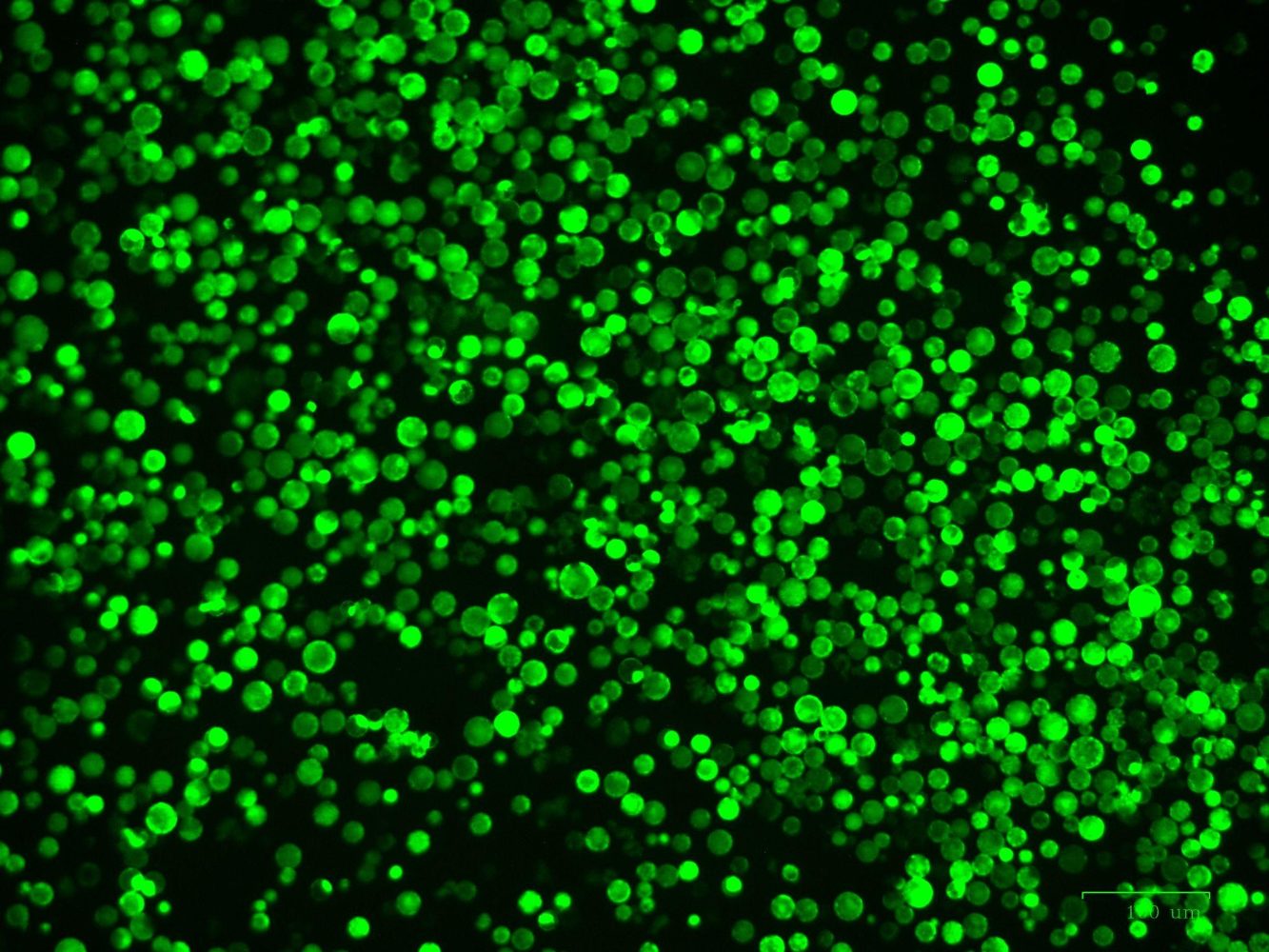 Fluorescent lettuce protoplast microscopy image