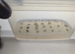 Lettuce regeneration cultures in a dish