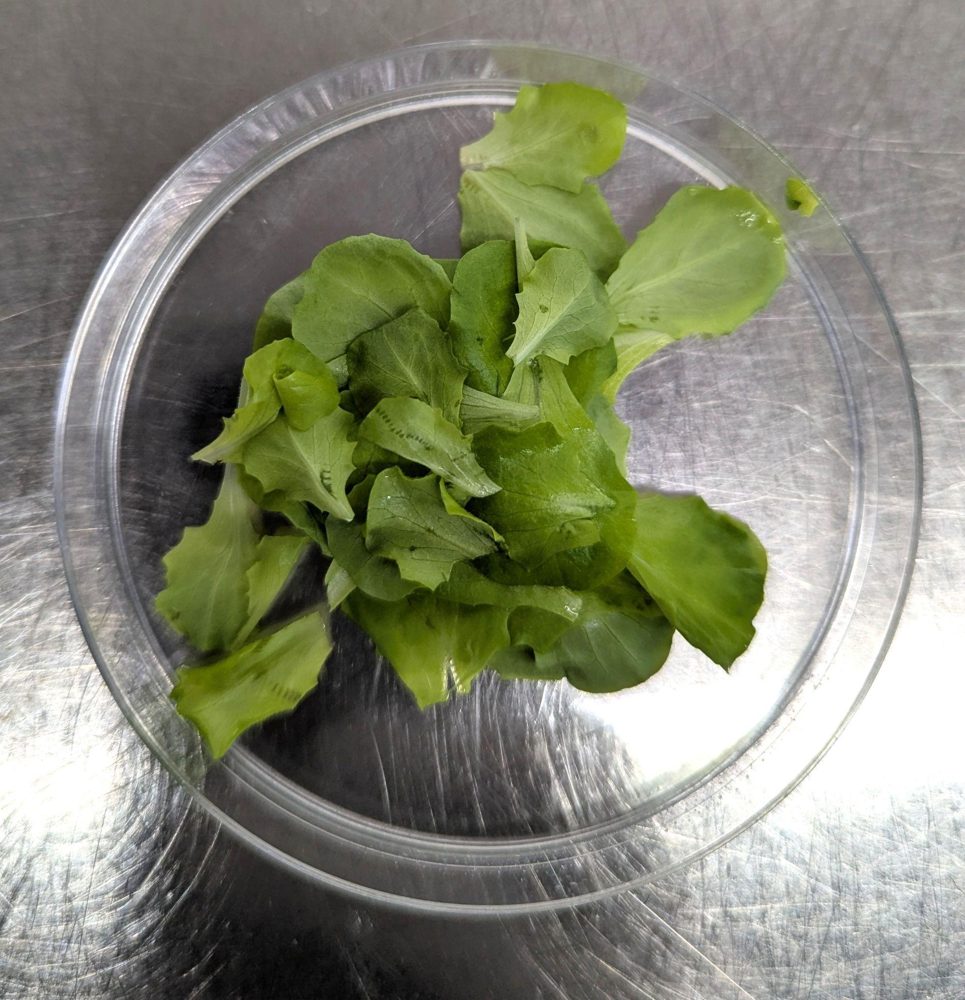 Lettuce shoots prepared for protoplast workflow